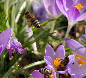 Bienen auf Blüten im Sonnenschein