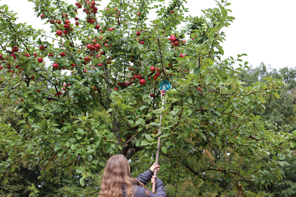 Mädchen erntet Äpfel