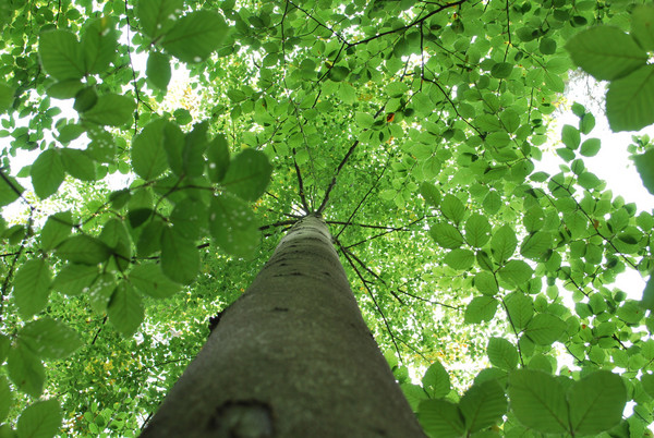 Ein mächtiger Baum, von unten in das grüne Blätterdach fotografiert.