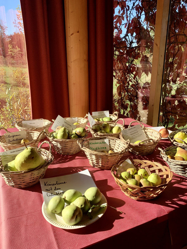Äpfel in Körben auf Tisch vor Fenster angerichtet