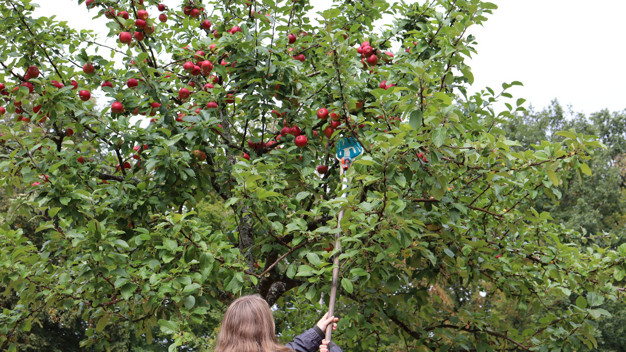 Mädchen erntet Äpfel