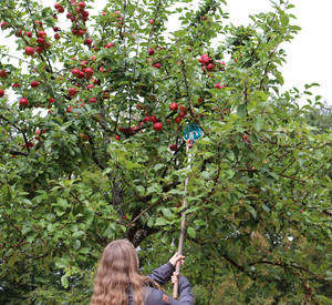 Mädchen erntet Äpfel