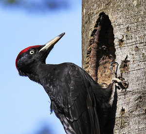 Das Bild zeigt einen Schwarzspecht an einer Baumhöhle.