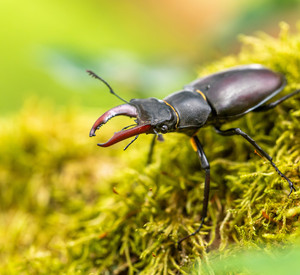 schwarzer Hirschkäfer auf Moos