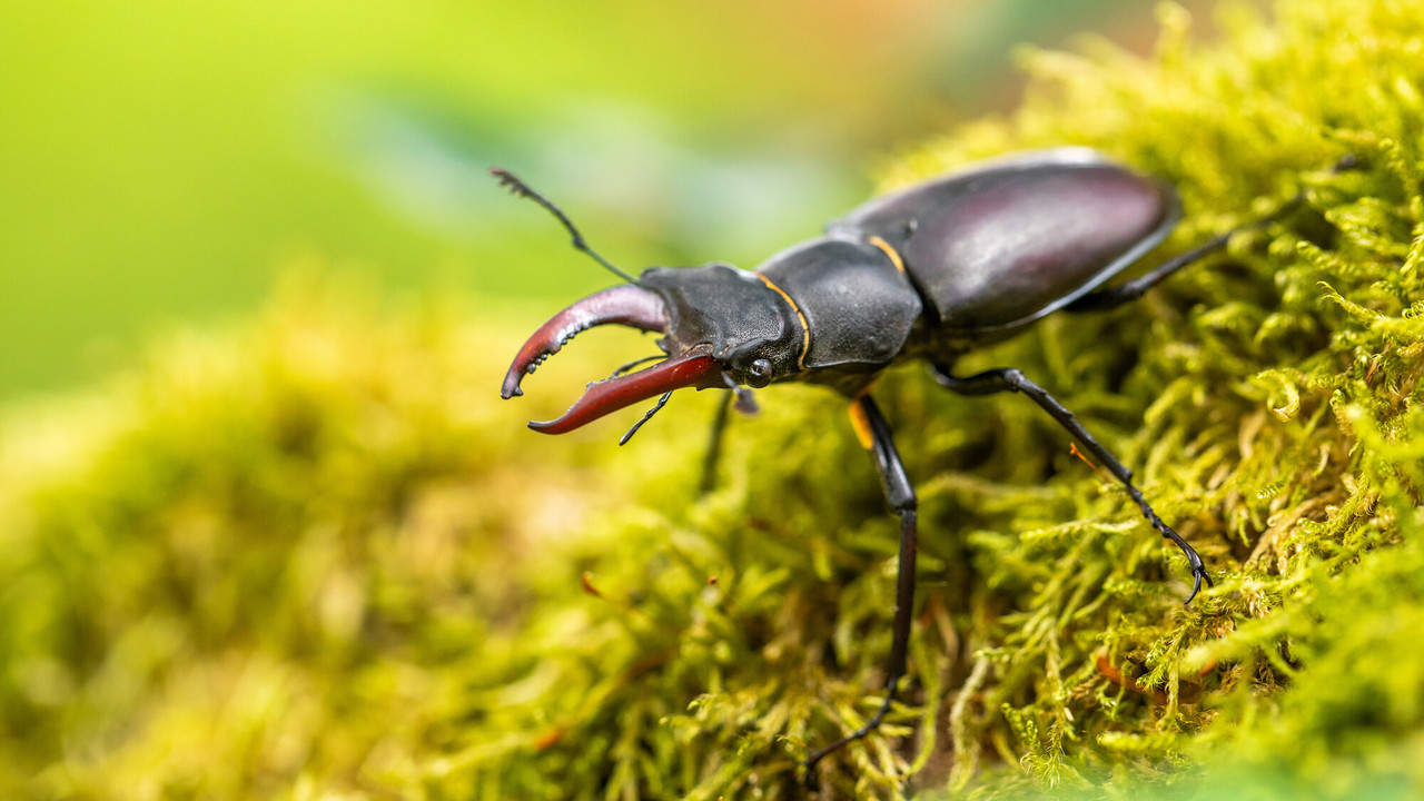 schwarzer Hirschkäfer auf Moos