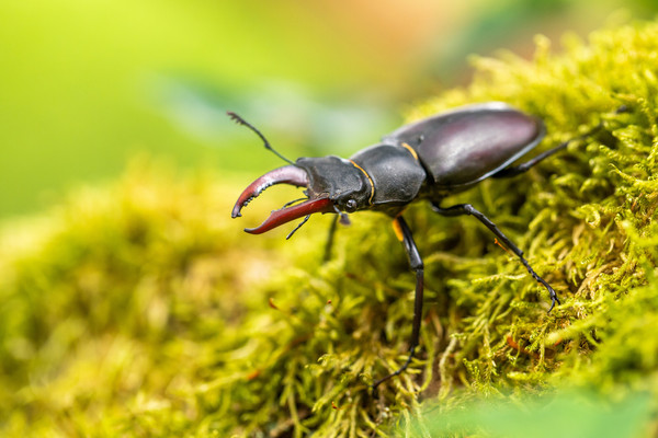 schwarzer Hirschkäfer auf Moos