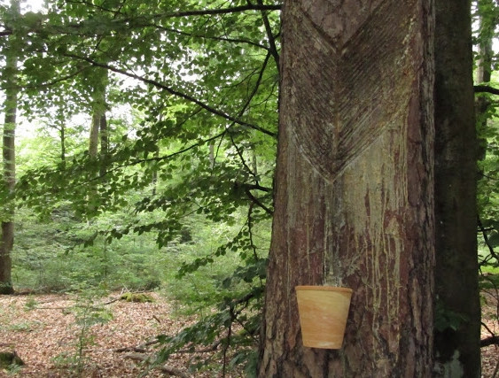 Harzkiefer mit Lachte und Tonbecher
