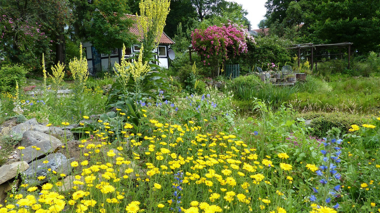 Ein Meer aus Blumen mit Gartenhaus im hintergrund