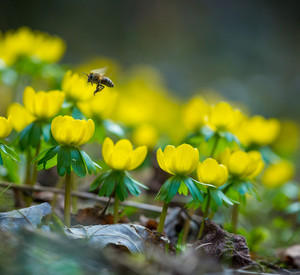Eine Biene fliegt über gelbe Blumen