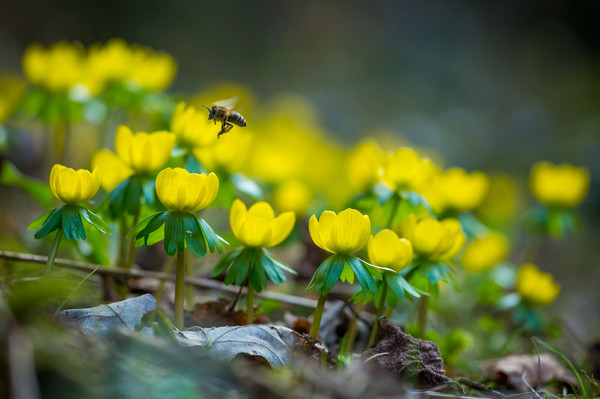 Das Bild zeigt eine Biene, die über Blüten des Winterlings fliegt.