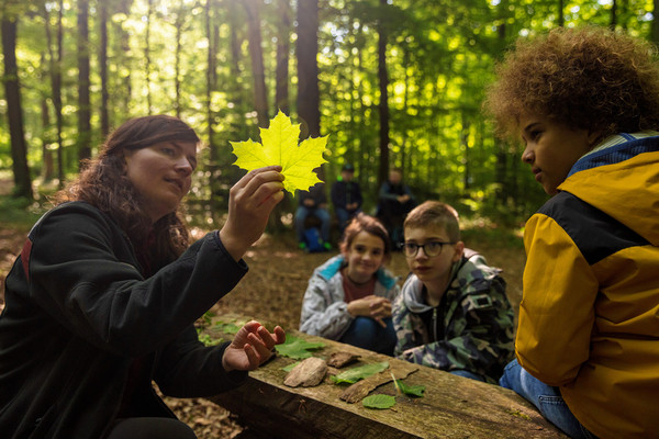 Eine Försterin zeigt Kindern im Wald ein Ahornblatt