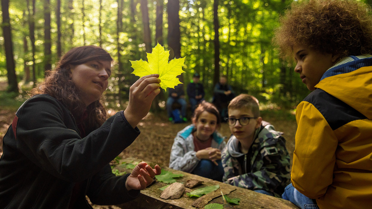 Eine Försterin zeigt Kindern im Wald ein Ahornblatt