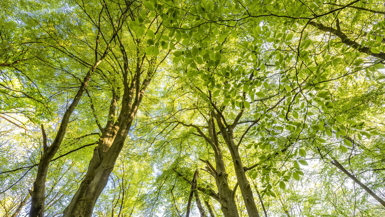 Es ist ein Buchenwald im Frühling zu sehen, viel grün und Sonnenlicht