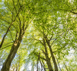 Es ist ein Buchenwald im Frühling zu sehen, viel grün und Sonnenlicht