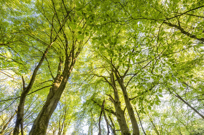 Die Pfälzerwald-Apotheke: Ein Besuch in der Praxis von Frau Doktor Natur
