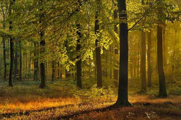 Den Wald als Ort der Ruhe und der Achtsamkeit erfahren Den Wald als Ort der Ruhe und der Achtsamkeit erfahren
