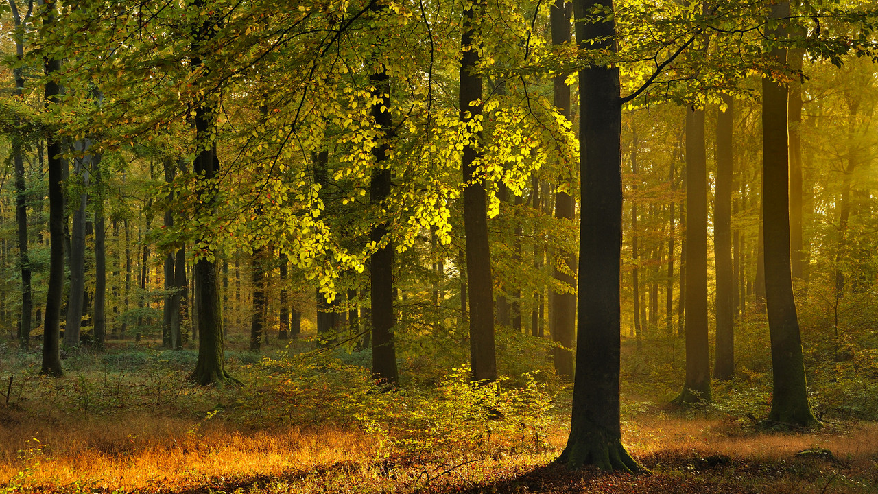 Das Bild zeigt einen Buchenwald im Herbst.