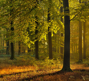 Herbststimmung im Wald Das Bild zeigt einen Buchenwald im Herbst.