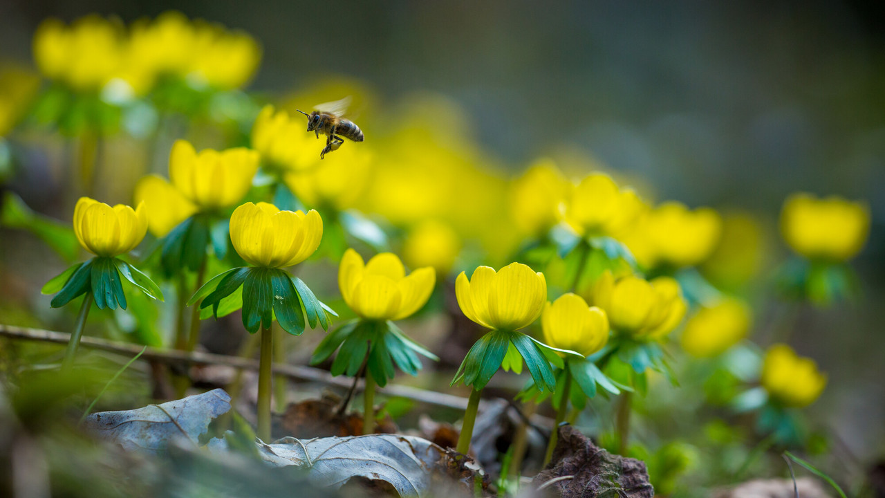 Eine Biene in Nahaufnahme, die auf eine gelbe Blüte auf dem Waldboden zufliegt.