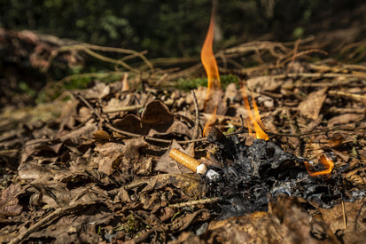 Landesforsten Rheinland-Pfalz bittet um Einhaltung der Regeln zum Schutz vor Waldbrand