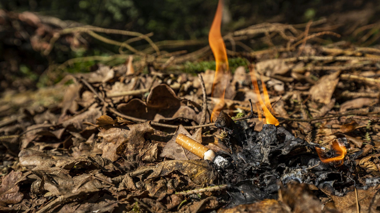 Das Bild zeigt eine brennende Zigarette, die auf dem Waldboden liegt.