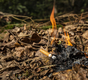 Das Bild zeigt eine brennende Zigarette, die auf dem Waldboden liegt.