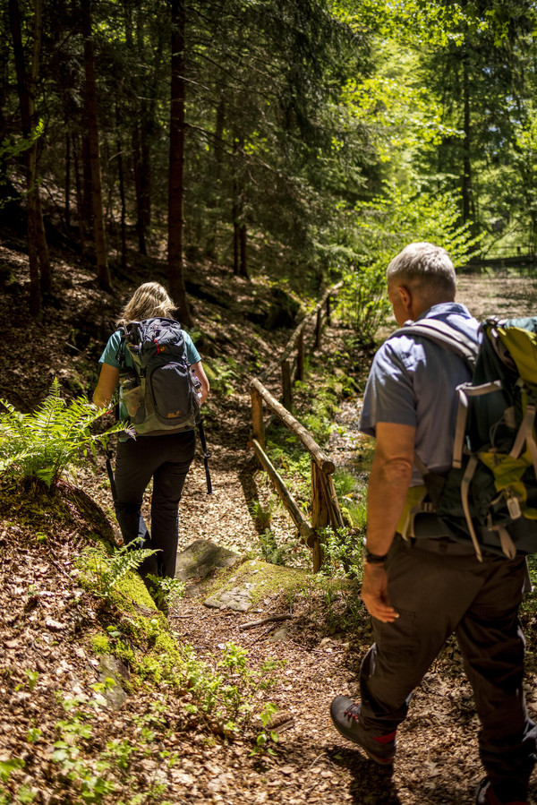 Wandernde gehen durch den Wald, auf einem schmalen Pfad mit Holzgeländer