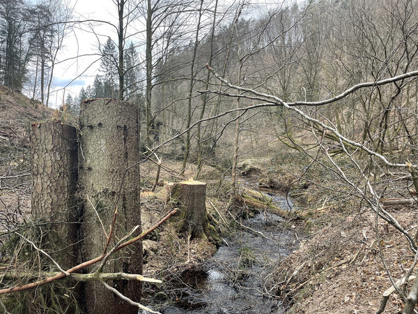 Fichtenstumpf am Hundsbach