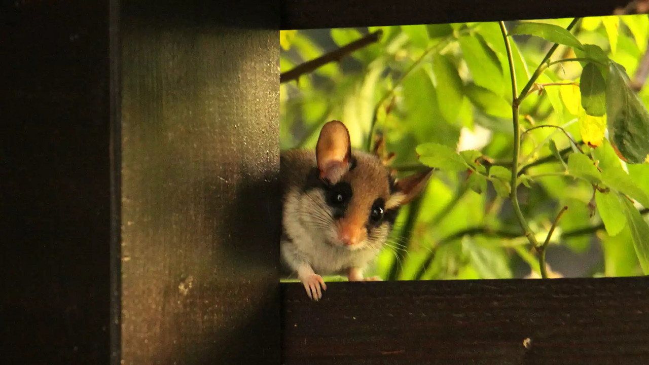 Kleiner Gartenschläfer guckt in Kamera