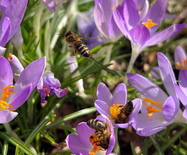 Bienen auf Blüten im Sonnenschein