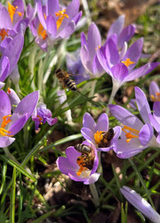 Bienen auf Blüten im Sonnenschein