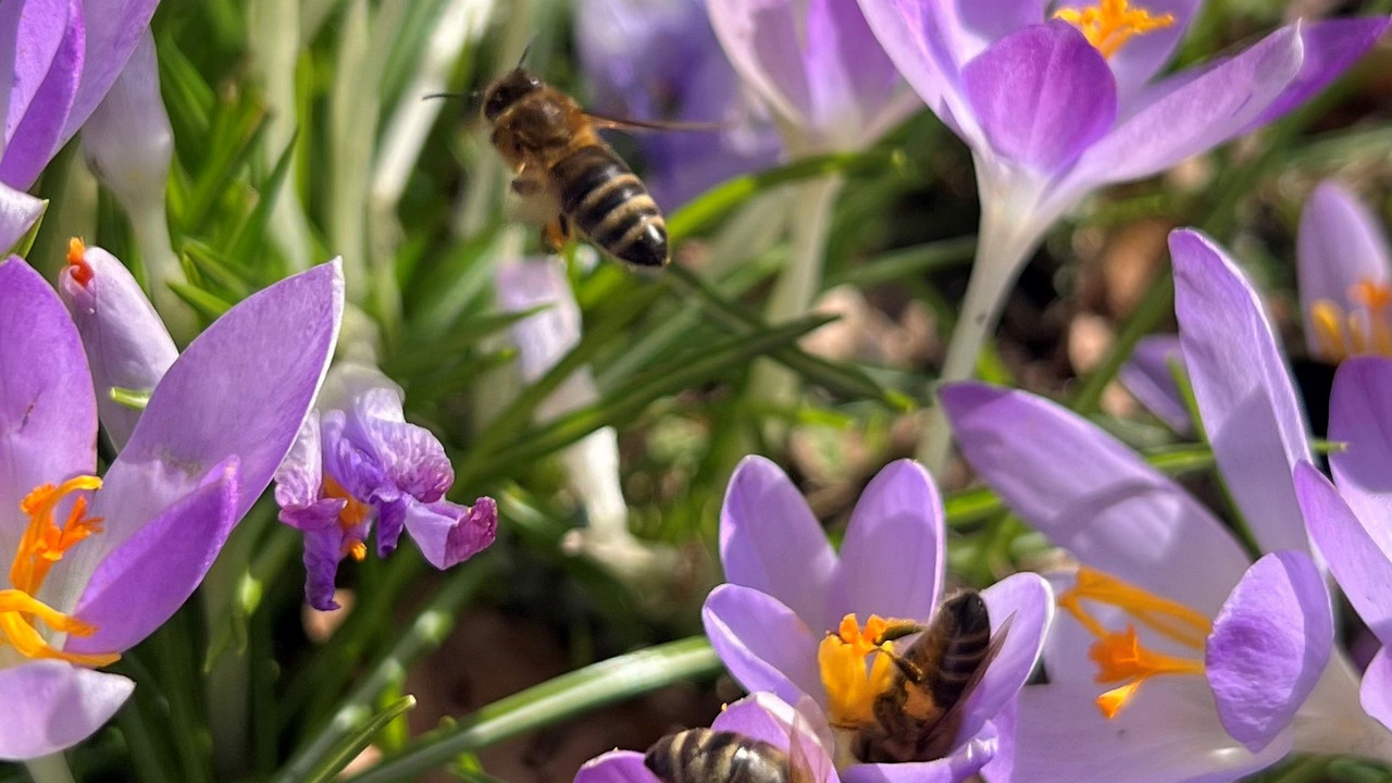 Bienen auf Blüten im Sonnenschein
