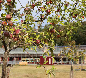 Apfelbaum mit HdN im Hintergrund