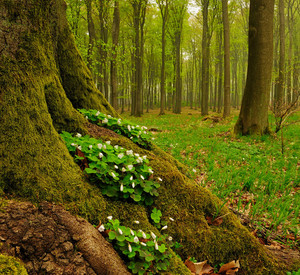 Frühlingswald Baumwurzel mit Maiglöckchen