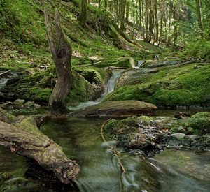 sprudelndes Wasser im Wald