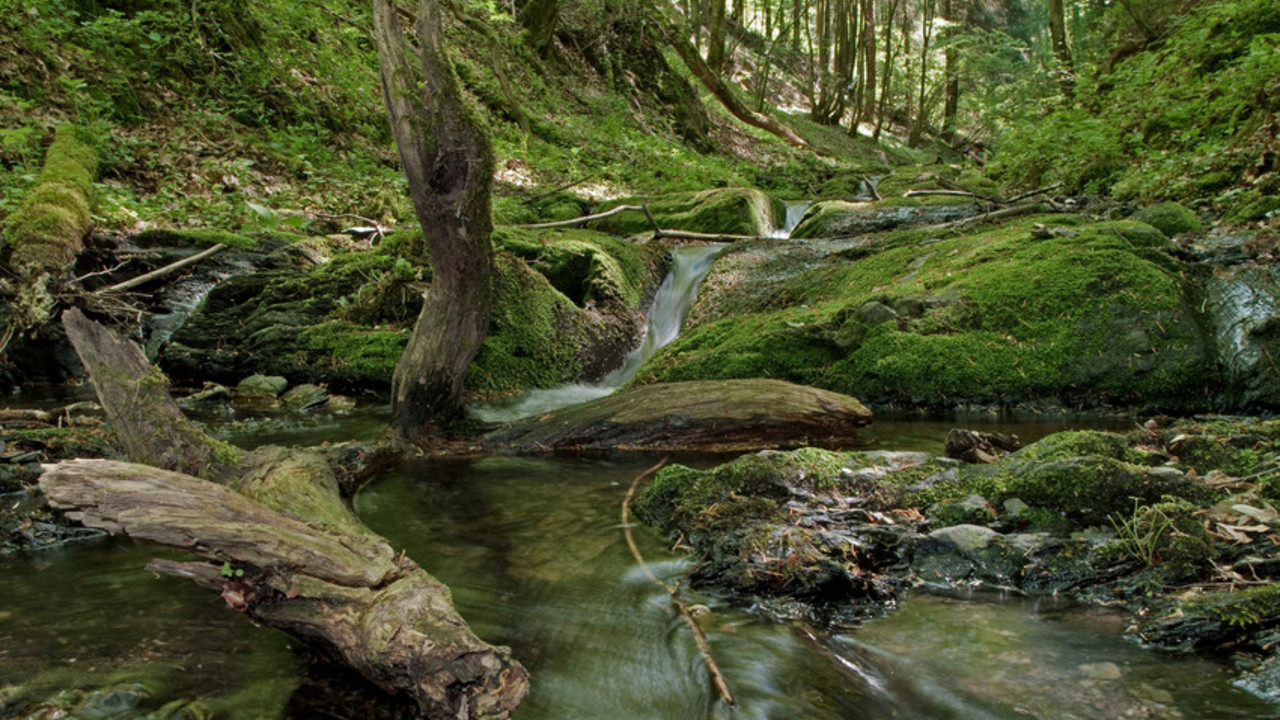 sprudelndes Wasser im Wald