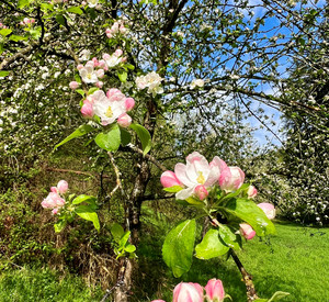 Apfelblüte auf Streuobstwiese