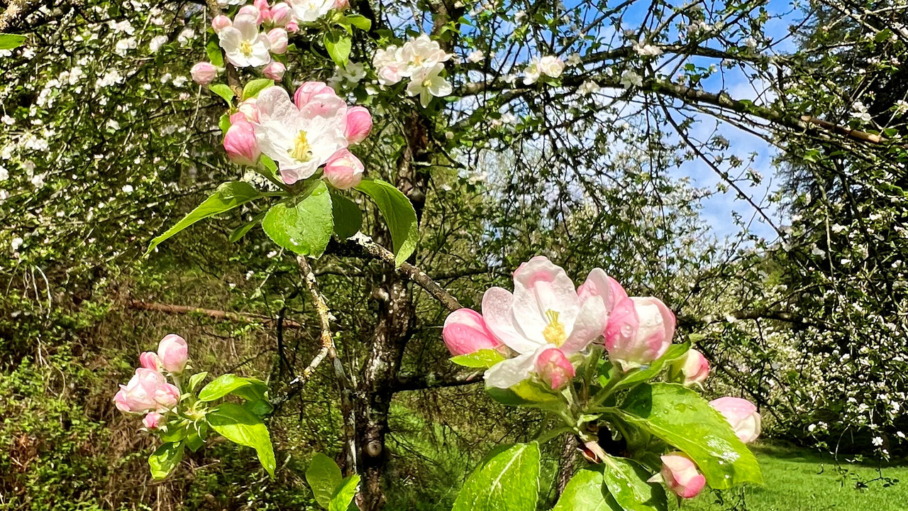 Apfelblüte auf Streuobstwiese