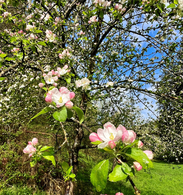 Apfelblüte auf Streuobstwiese