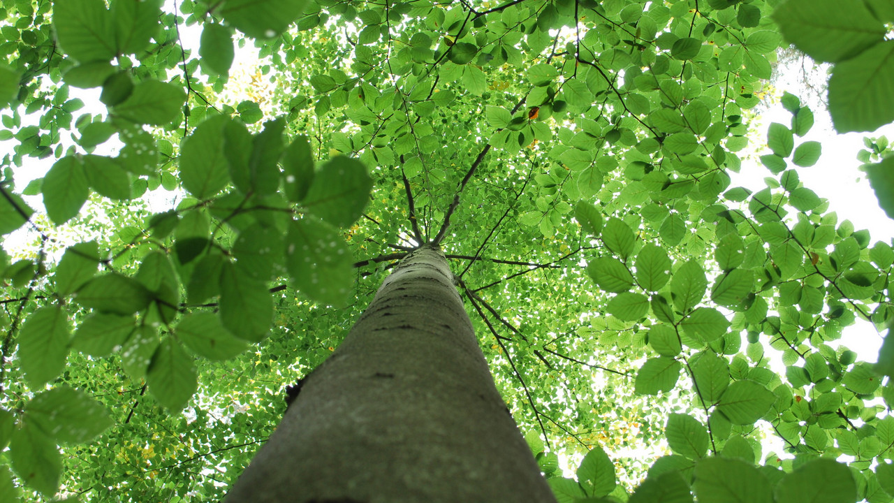 Ein mächtiger Baum, von unten in das grüne Blätterdach fotografiert.