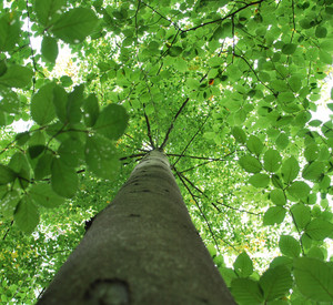 Ein mächtiger Baum, von unten in das grüne Blätterdach fotografiert.