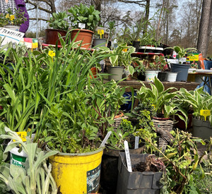 Das Bild zeigt einen Stand mit verschiedenen eingetopften Pflanzen.
