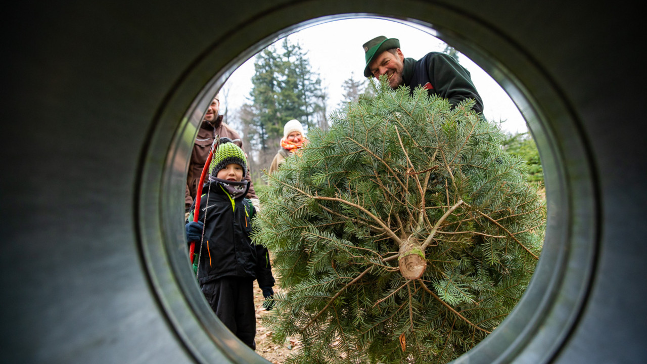 Weihnachtsbaum in der Netztrommel 