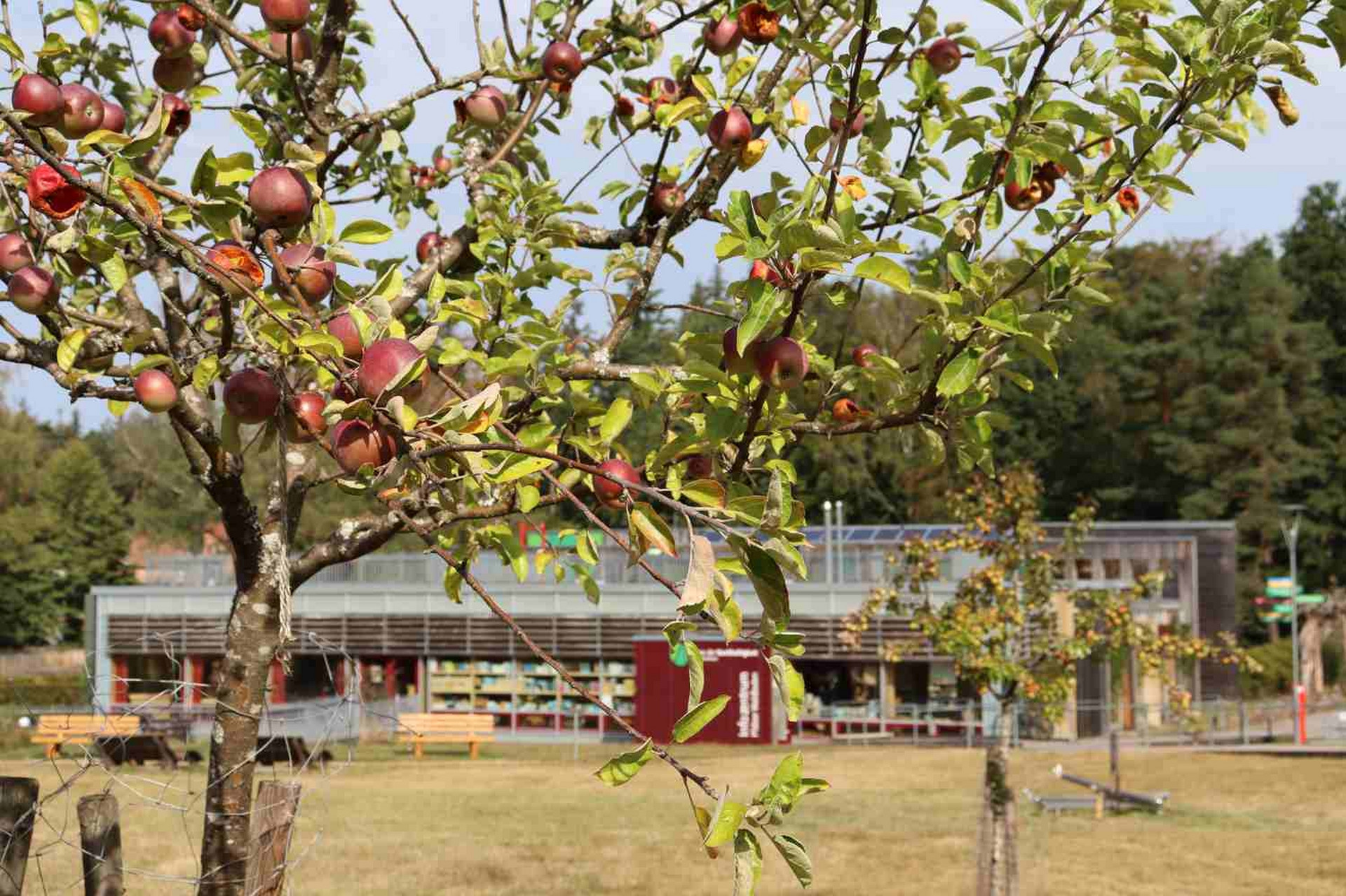 In einiger Entfernung vor dem Haus steht ein Apfelbaum mit reifen Früchten auf einer großen Wiese.