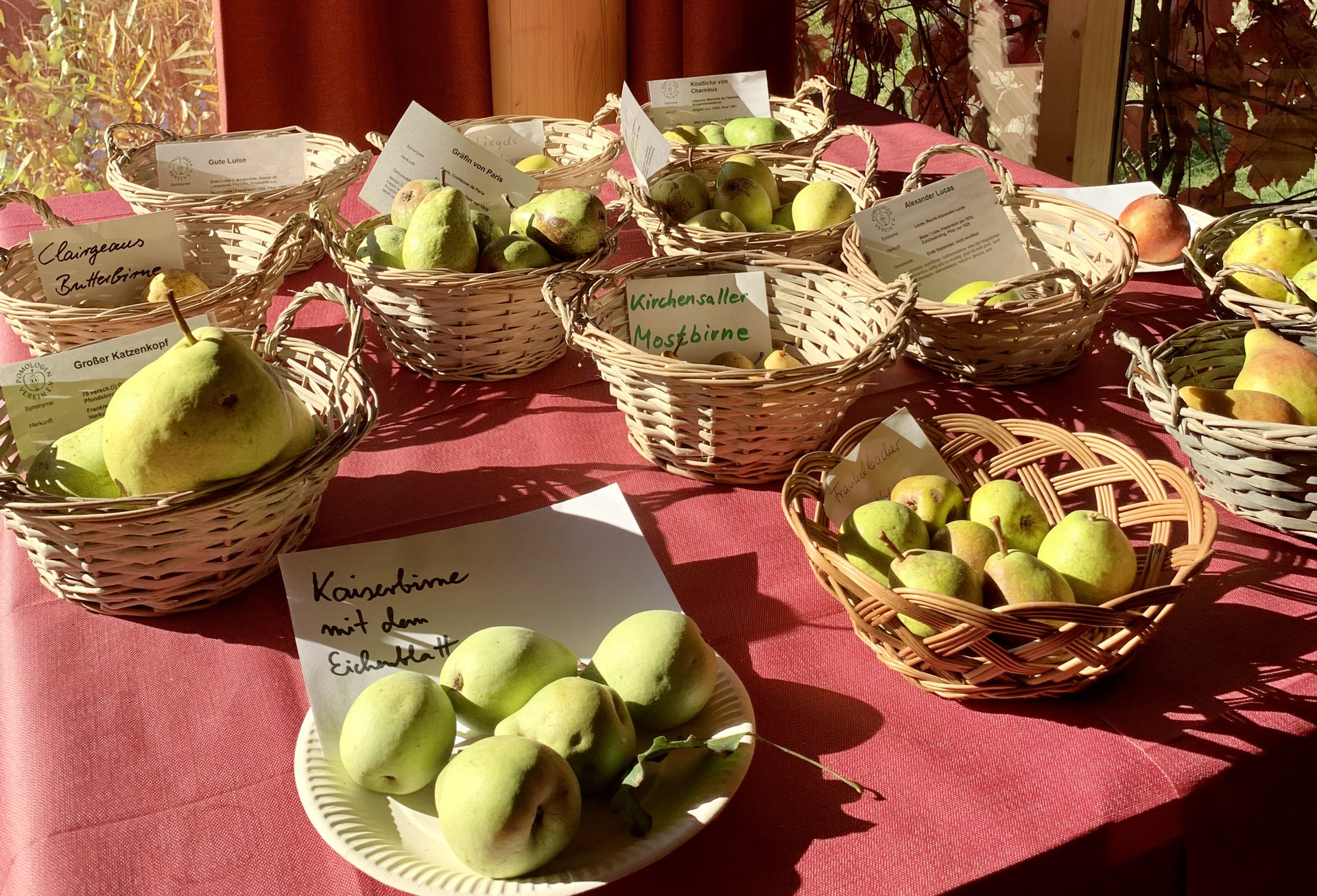 Obstsortenausstellung Äpfel in Körben auf Tisch vor Fenster angerichtet