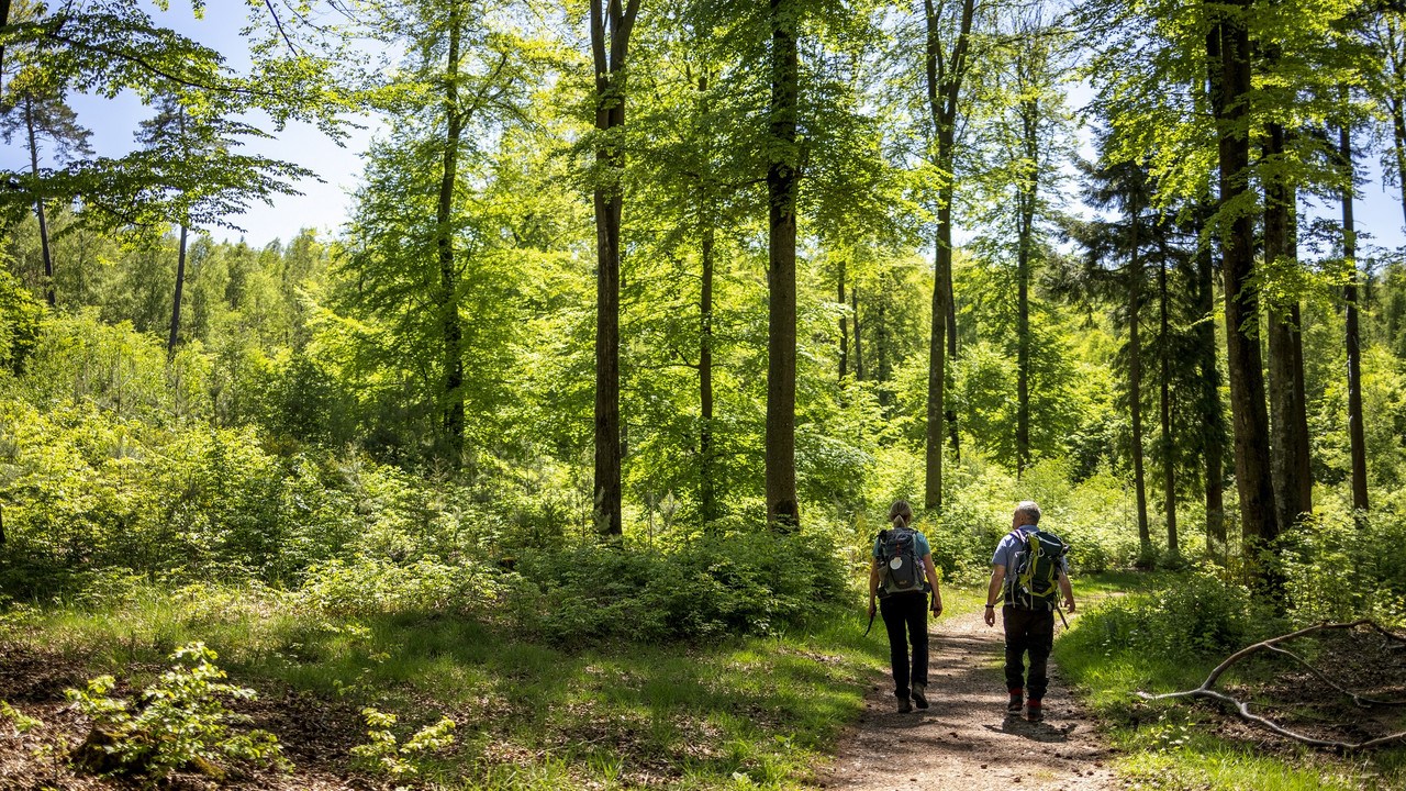 Ein Mann und eine Frau wandern auf einem Weg durch den Wald