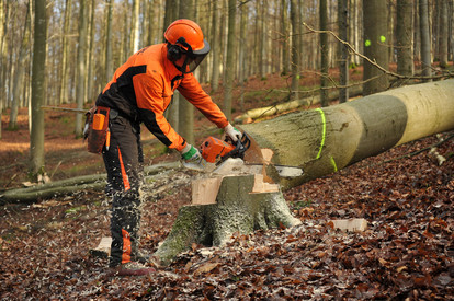 Forst im Dialog – Wo unser Holz geerntet wird