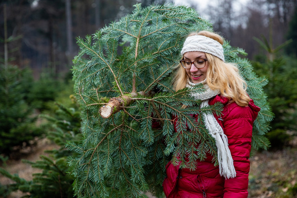 Weihnachtsbaum gefunden!