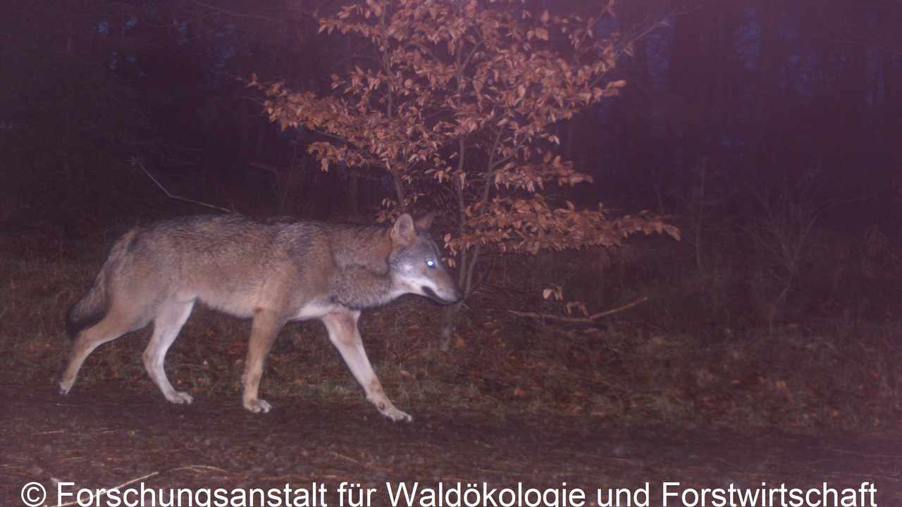 Nachtaufnahme eines Wolfes durch eine Fotofalle