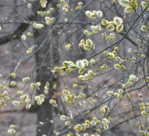Das Bild zeigt Zweige eines Baumes mit blühenden Weidenkätzchen.